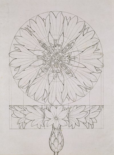 Study for a Cornflower by Philipp Otto Runge